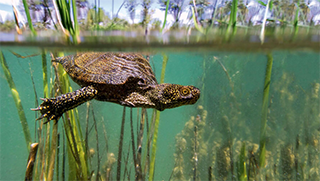 visuel Dans la peau d'une tortue