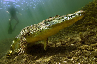 visuel Les Larmes des crocodiles