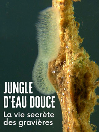 Affiche Jungle d'eau douce - Festival Les Yeux Dans l'Eau
