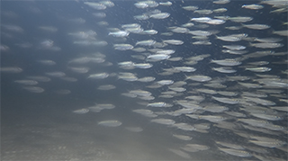 La Corse, un paradie d'eau-vive 3 - Festival Les Yeux Dans l'Eau