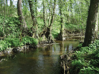 Ripisylves en obernai